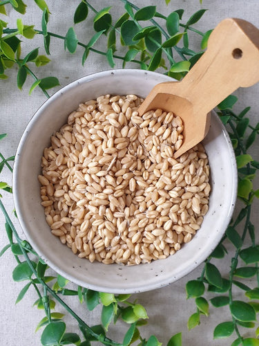 Barley in a bowl with wooden scoop